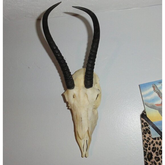 Real Springbok Skull taxidermy oddity curiosity goth gothic - Picture 12 of 16